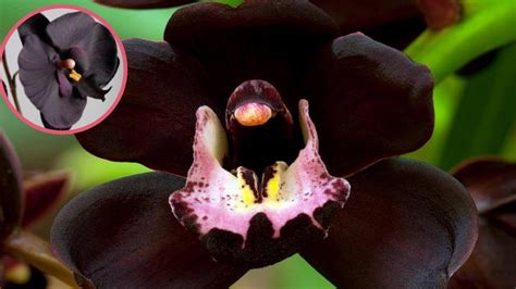 orchidea nera significato